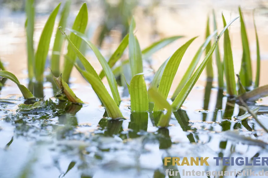 Krebsschere/Wasseraloe, Stratiotes aloides, lose Pflanze