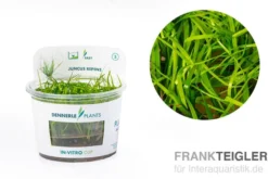 Kriechende Binse, Juncus repens, In Vitro