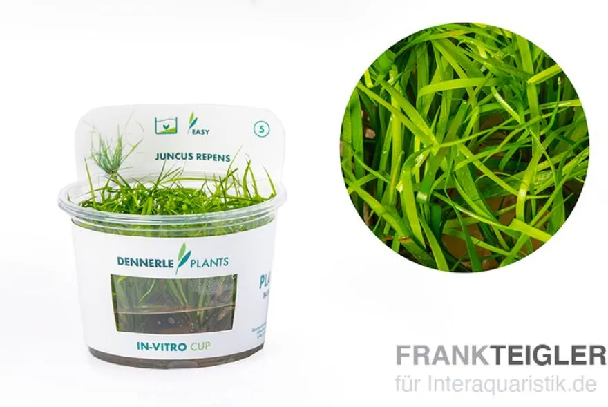 Kriechende Binse, Juncus repens, In Vitro