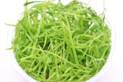 Kriechende Binse, Juncus repens, In Vitro