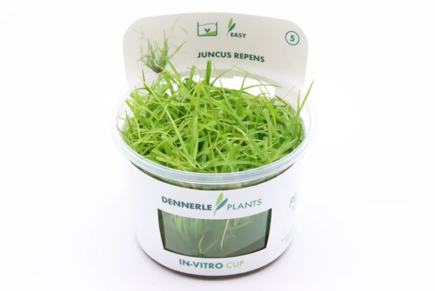 Kriechende Binse, Juncus repens, In Vitro