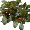 Kriechende Ludwigie, Ludwigia repens, Topf