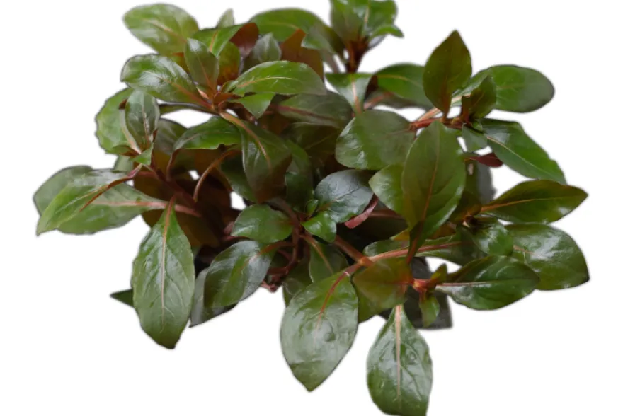 Kriechende Ludwigie, Ludwigia repens, Topf