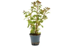 Kriechende Ludwigie, Ludwigia repens, Topf