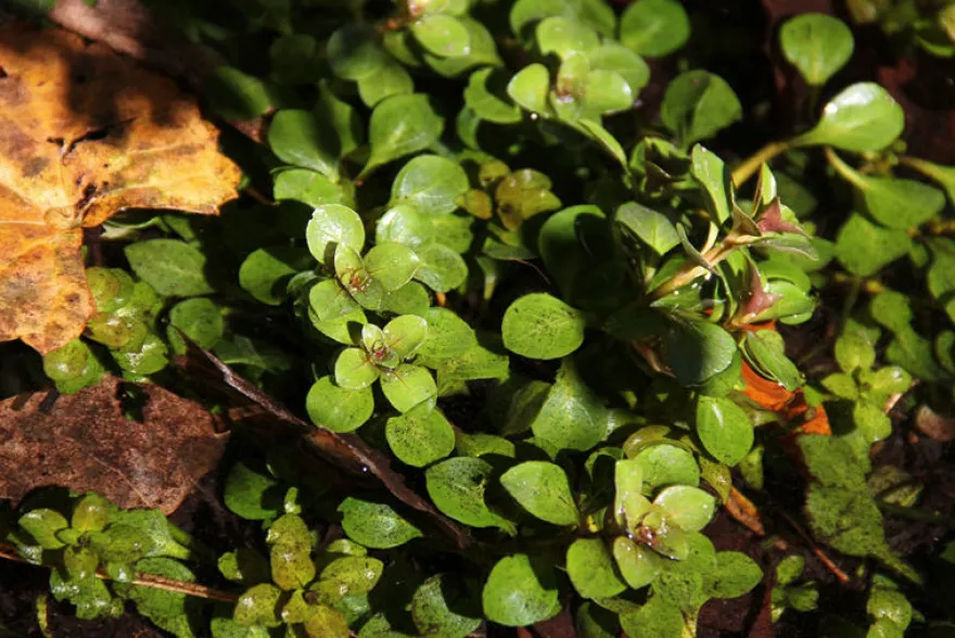 Kriechende Ludwigie, Ludwigia repens, Bund