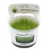 Kriechendes Stumpfdeckelmoos, Amblystegium serpens, In Vitro
