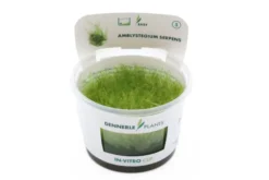 Kriechendes Stumpfdeckelmoos, Amblystegium serpens, In Vitro