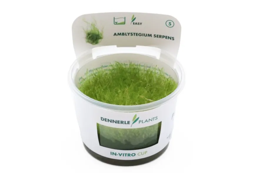 Kriechendes Stumpfdeckelmoos, Amblystegium serpens, In Vitro