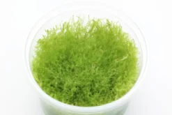 Kriechendes Stumpfdeckelmoos, Amblystegium serpens, In Vitro