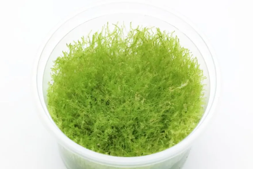 Kriechendes Stumpfdeckelmoos, Amblystegium serpens, In Vitro