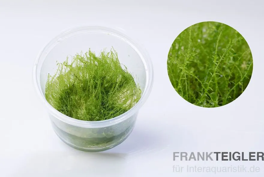 Kriechendes Stumpfdeckelmoos, Amblystegium serpens, In Vitro