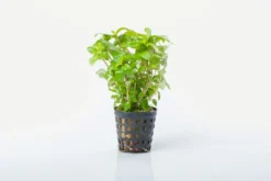 Kriechende Staurogyne, Staurogyne repens, im Topf