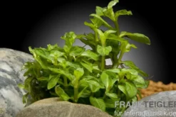 Kriechende Staurogyne, Staurogyne repens, In Vitro