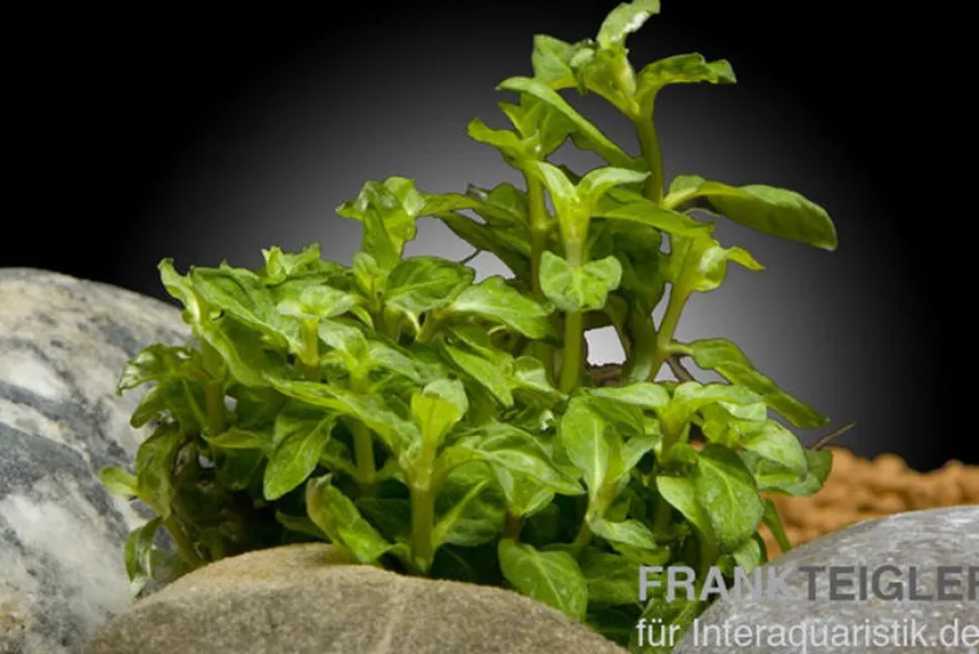 Kriechende Staurogyne, Staurogyne repens, In Vitro