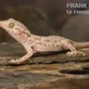 Krokodilgecko, Cyrtopodion scabrum