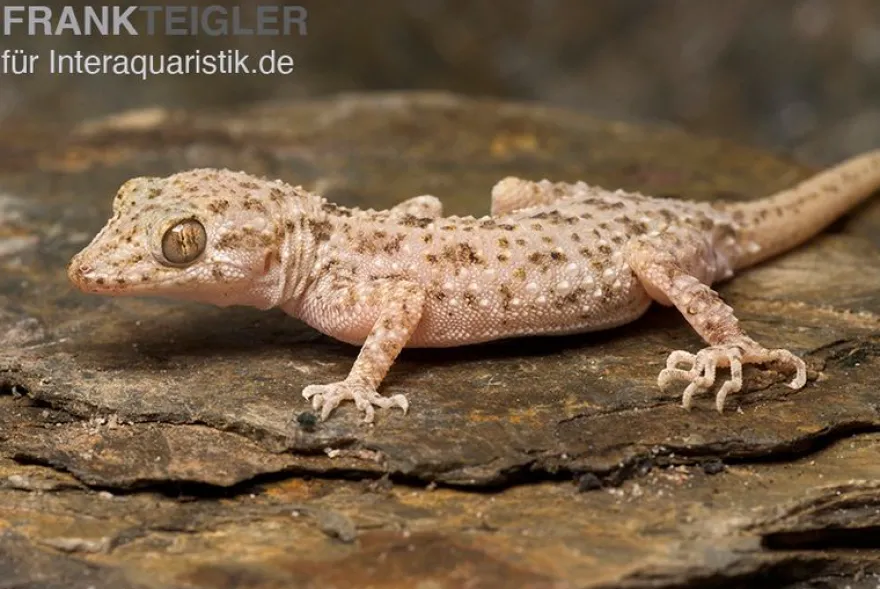 Krokodilgecko, Cyrtopodion scabrum