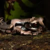 Kronenlaubfrosch, Triprion spinosa