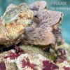 Kronenturbanschnecke, Lunella coronata