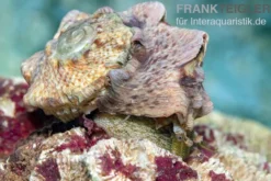 Kronenturbanschnecke, Lunella coronata