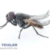 Krull-/Stummelfliegen, Terflys, 500 ml Zuchtansatz