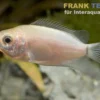 Küssender Gurami, Helostoma temminckii