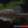 Kubakärpfling, Chapalichthys pardalis (Leopardenkärpfling)