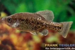 Kubakärpfling, Chapalichthys pardalis (Leopardenkärpfling)
