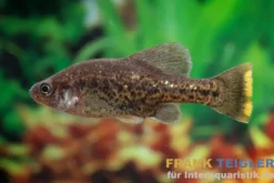 Kubakärpfling, Chapalichthys pardalis (Leopardenkärpfling)