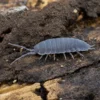 Kubanische Assel, Porcellionides pruinosus