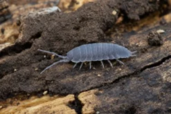 Kubanische Assel, Porcellionides pruinosus