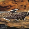 Kuckucks-Fiederbartwels, Synodontis petricola