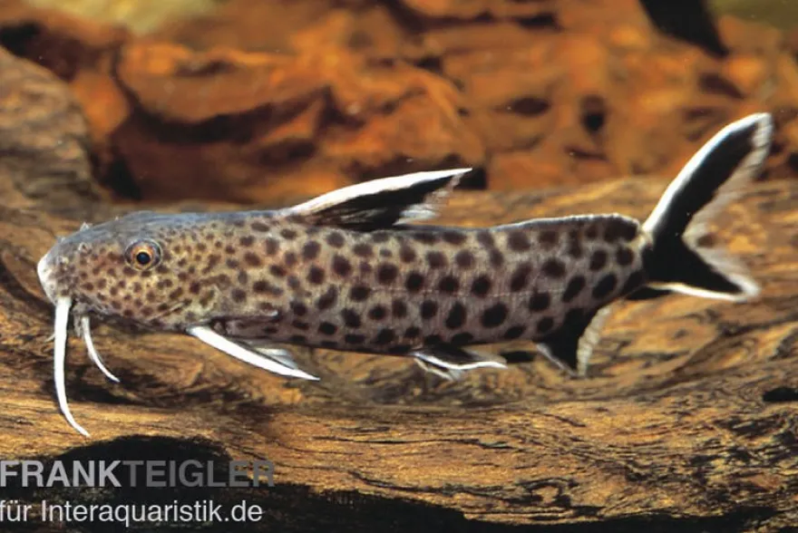 Kuckucks-Fiederbartwels, Synodontis petricola