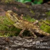 Kuhls-Winkelkopfagame, Gonocephalus kuhlii