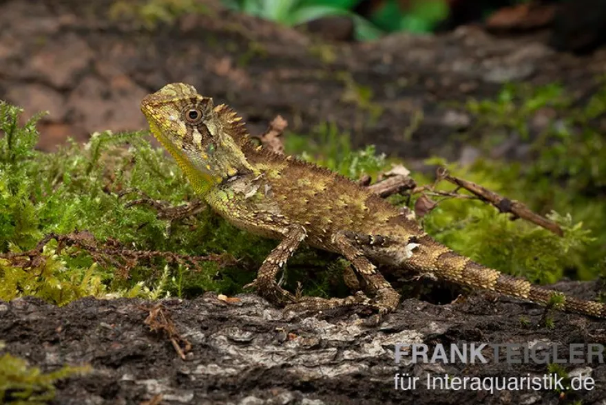 Kuhls-Winkelkopfagame, Gonocephalus kuhlii