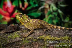 Kuhls-Winkelkopfagame, Gonocephalus kuhlii