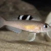 Kungwe-Schneckenbuntbarsch, Neolamprologus kungweensis