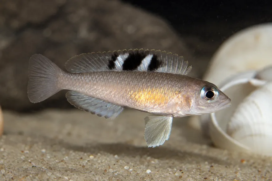 Kungwe-Schneckenbuntbarsch, Neolamprologus kungweensis