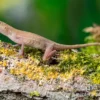 Kupferanolis, Anolis cupreus