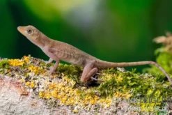 Kupferanolis, Anolis cupreus