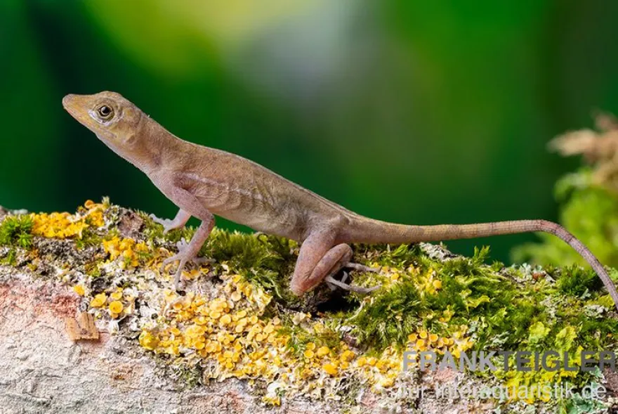Kupferanolis, Anolis cupreus