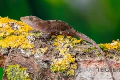 Kupferanolis, Anolis cupreus