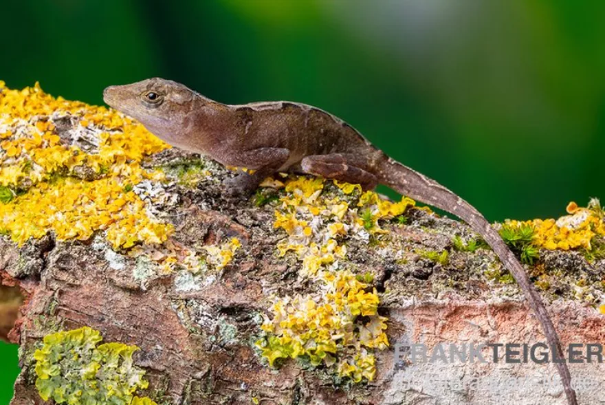 Kupferanolis, Anolis cupreus
