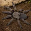 Kupferfarbene Baumvogelspinne, Tapinauchenius cupreus