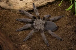 Kupferfarbene Baumvogelspinne, Tapinauchenius cupreus