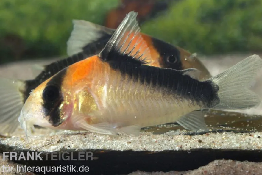 Kupferfleck-Panzerwels, Corydoras duplicareus