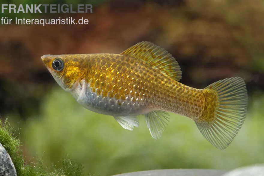 Kupfermolly Poecilia velifera