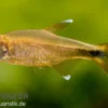 Kupfersalmler, Hasemania marginata, DNZ
