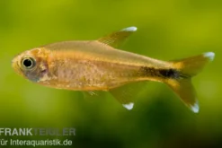 Kupfersalmler, Hasemania marginata, DNZ