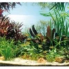 Kupfer-Salmler, 80 x 35 x 40 cm, Aquarienpflanzen-Set, Pflanzensortiment