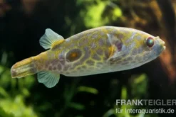 Kurznasiger Leierkugelfisch, Tetraodon leiurus